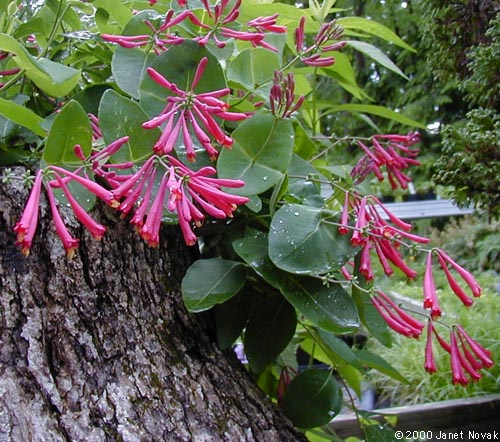 trumpet honeysuckle